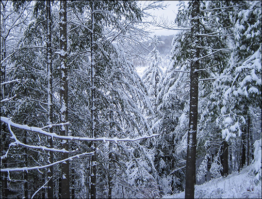 Logger's Loop Trail (12 December 2014). Photo by Don Kirche. Used by permission. Logger's Loop Trail (12 December 2014). Photo by Don Kirche. Used by permission.