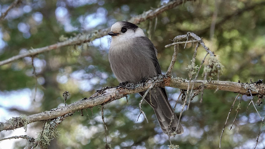 Birds of the Adirondacks: Canada Jay (Perisoreus canadensis) on the Bloomingdale Bog Trail (20 November 2023).