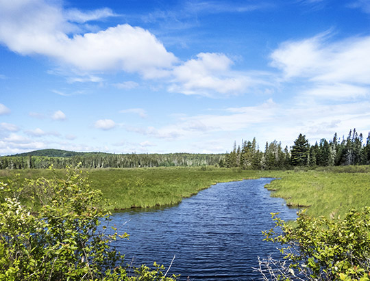 Adirondack Wetlands: Twobridge Brook on the Bloomingdale Bog Trail (3 June 2017)