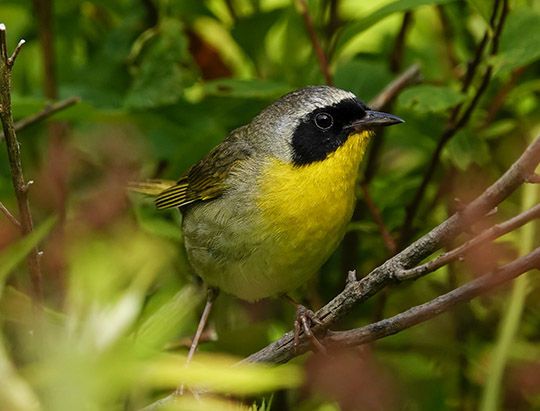 Adirondack Birds: Common Yellowthroat at John Brown Farm (14 July 2019)