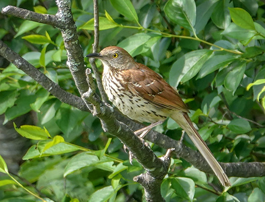 Adirondack Birds: Brown Thrasher at John Brown Farm (16 July 2018)