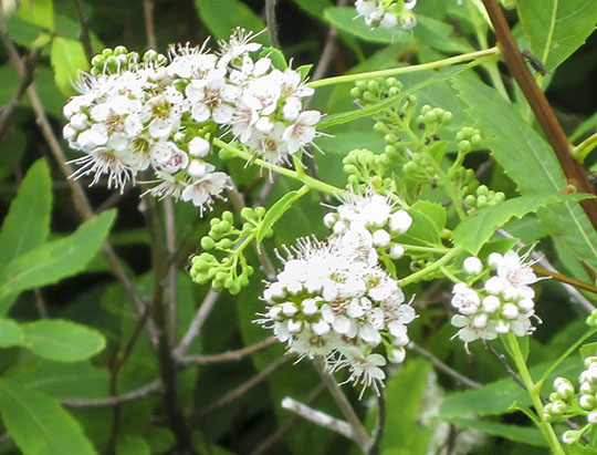 Adirondack Shrubs: Meadowsweet at John Brown Farm (9 July 2010)