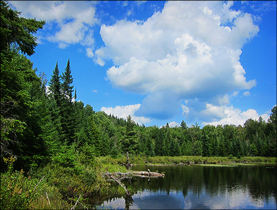 Adirondack Habitats:  Mixed forest on the north end of Long Pond (16 August 2012)