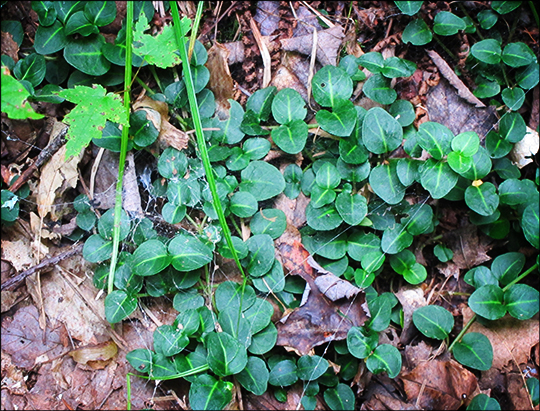 Adirondack Wildflowers:  Partridgeberry on the Long Pond Trail (16 August 2012)