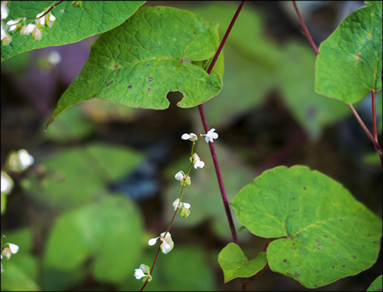 Adirondack Wildflowers: Fringed Bindweed on the Skidder Trail (19 August 2013)