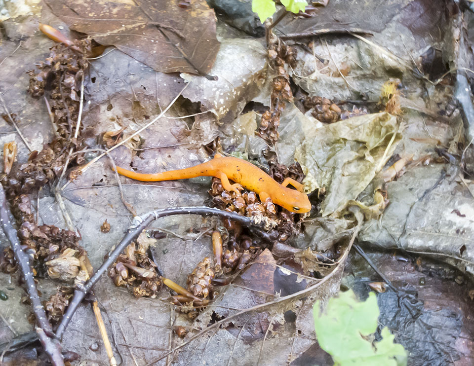 Adirondack Amphibians & Reptiles: Eastern Newt (Notophthalmus viridescens) on the Heart Lake Trail (28 June 2017). Click for a larger image, opening in a new window. Adirondack Amphibians & Reptiles: Eastern Newt (Notophthalmus viridescens) on the Heart Lake Trail (28 June 2017).