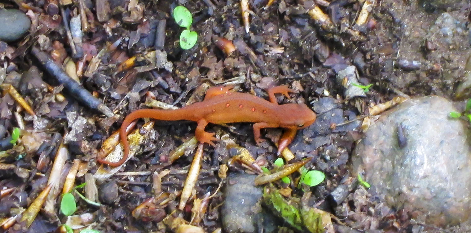 Adirondack Amphibians & Reptiles: Eastern Newt (Notophthalmus viridescens) on the Logger's Loop Trail at the Paul Smith's College VIC (23 May 2012). Click for a larger image, opening in a new window. Adirondack Amphibians & Reptiles: Eastern Newt (Notophthalmus viridescens) on the Logger's Loop Trail at the Paul Smith's College VIC (23 May 2012).