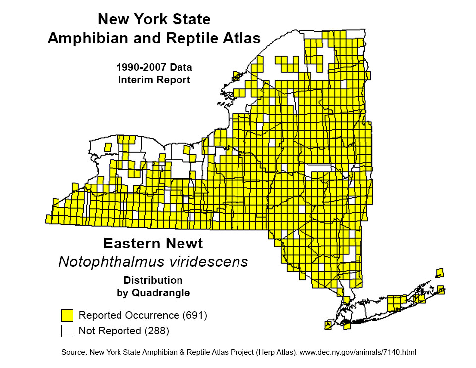 Adirondack Amphibians & Reptiles: Eastern Newt. New York State Distribution. New York State Amphibian and Reptile Atlas. Adirondack Amphibians & Reptiles: Eastern Newt. New York State Distribution. New York State Amphibian and Reptile Atlas.