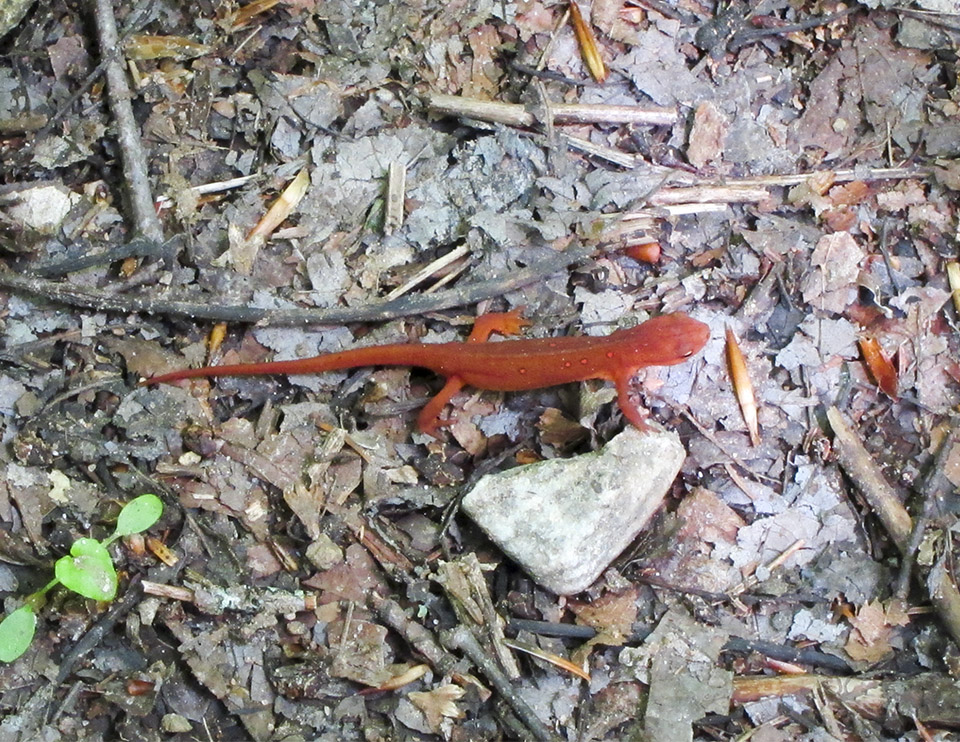 Adirondack Amphibians & Reptiles: Eastern Newt (Notophthalmus viridescens) on the Logger's Loop Trail at the Paul Smith's College VIC (7 June 2012). Click for a larger image, opening in a new window. Adirondack Amphibians & Reptiles: Eastern Newt (Notophthalmus viridescens) on the Logger's Loop Trail at the Paul Smith's College VIC (7 June 2012).