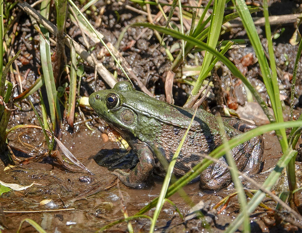 Adirondack Amphibians: Green Frog (Lithobates clamitans) on the edge of the pond at John Brown Farm (12 June 2019). Click for a larger image, opening in a new window. Adirondack Amphibians: Green Frog (Lithobates clamitans) on the edge of the pond at John Brown Farm (12 June 2019).