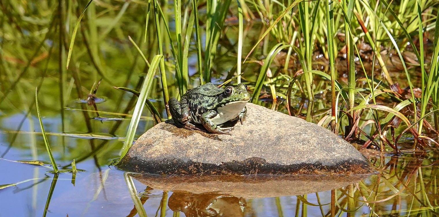 Adirondack Amphibians and Reptiles: Green Frog (Lithobates clamitans) on the edge of the pond at John Brown Farm (22 June 2018). Click for a larger image, opening in a new window. Adirondack Amphibians and Reptiles: Green Frog (Lithobates clamitans) on the edge of the pond at John Brown Farm (22 June 2018).