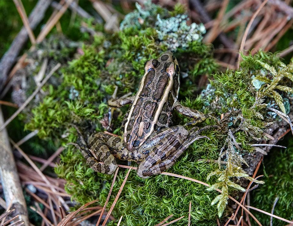 Adirondack Amphibians: Pickerel Frog on the Heron Marsh Trail at the Paul Smith’s College VIC (4 August 2018). Click for a larger image, opening in a new window. Adirondack Amphibians: Pickerel Frog on the Heron Marsh Trail at the Paul Smith’s College VIC (4 August 2018).
