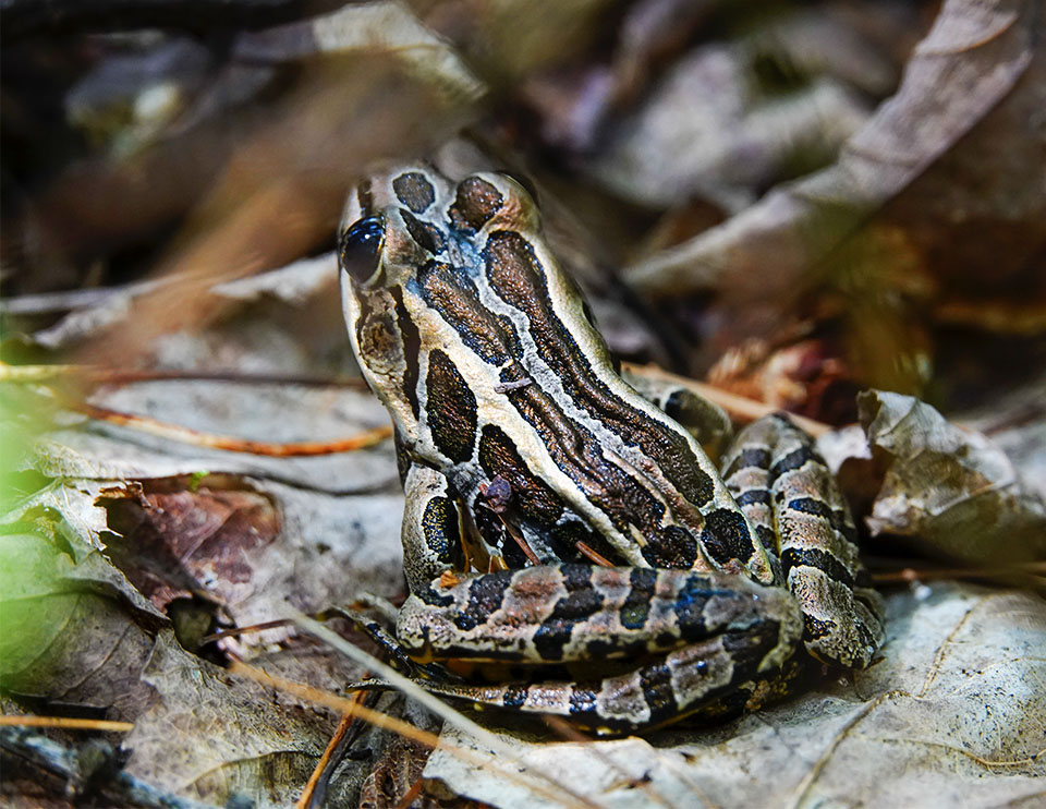 Adirondack Amphibians & Reptiles: Pickerel Frog (Lithobates palustris) near Heron Marsh at the Paul Smith's College VIC (4 August 2018). Click for a larger image, opening in a new window. Adirondack Amphibians & Reptiles: Pickerel Frog (Lithobates palustris) near Heron Marsh at the Paul Smith's College VIC (4 August 2018).