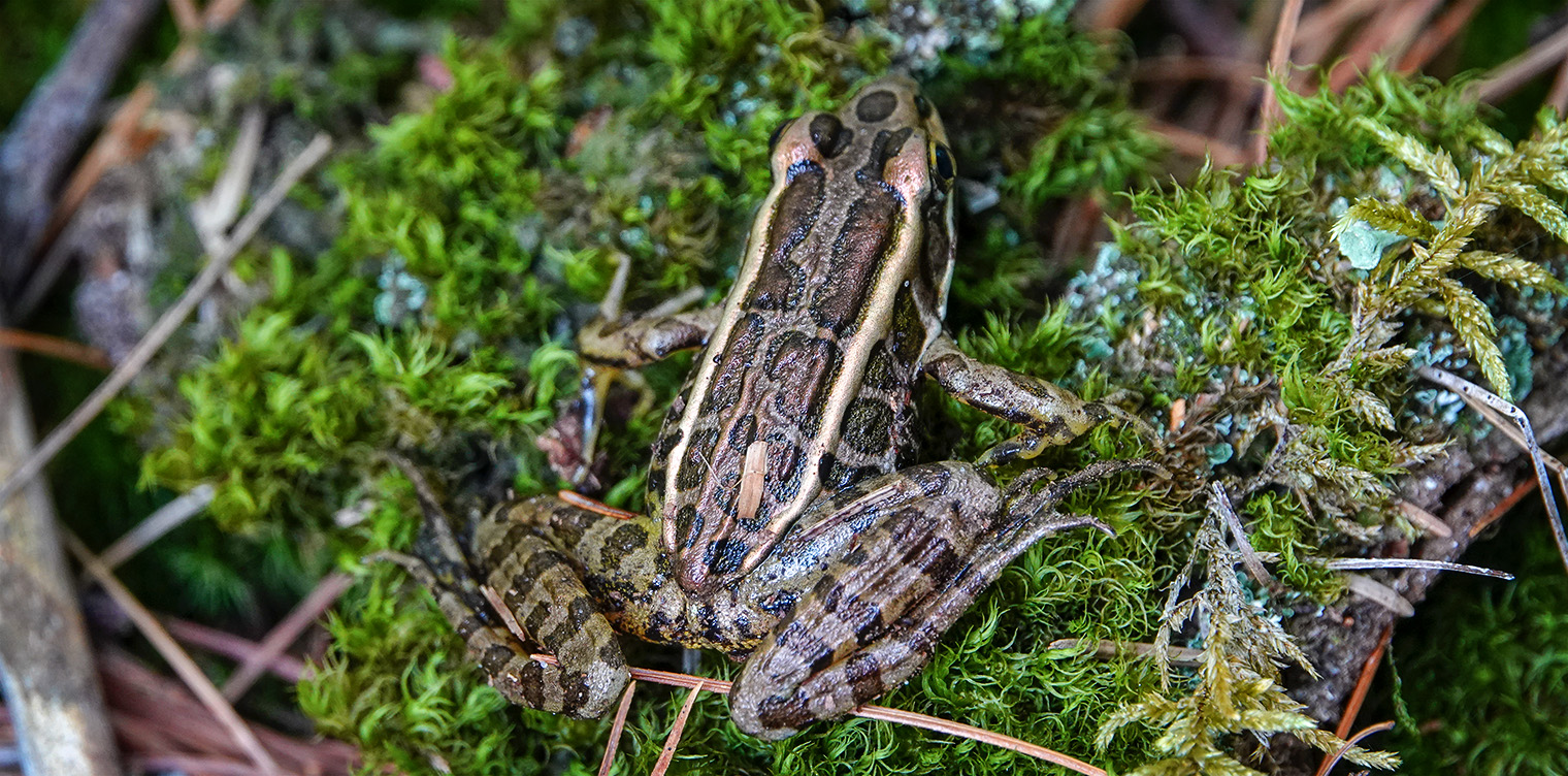 Adirondack Amphibians & Reptiles: Pickerel Frog (Lithobates palustris) near Heron Marsh at the Paul Smith's College VIC (4 August 2018). Click for a larger image, opening in a new window. Adirondack Amphibians & Reptiles: Pickerel Frog (Lithobates palustris) near Heron Marsh at the Paul Smith's College VIC (4 August 2018).