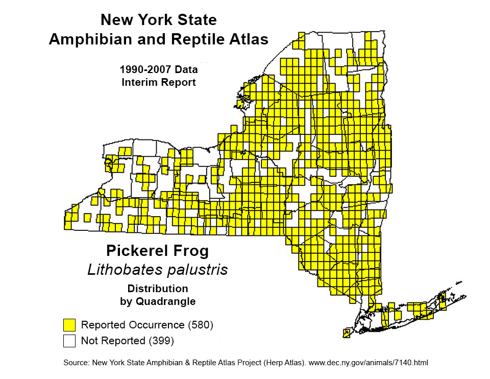 Adirondack Amphibians & Reptiles: Pickerel Frog. New York State Distribution. New York State Amphibian and Reptile Atlas. Click for a larger image, opening in a new window. Adirondack Amphibians & Reptiles: Pickerel Frog. New York State Distribution. New York State Amphibian and Reptile Atlas.