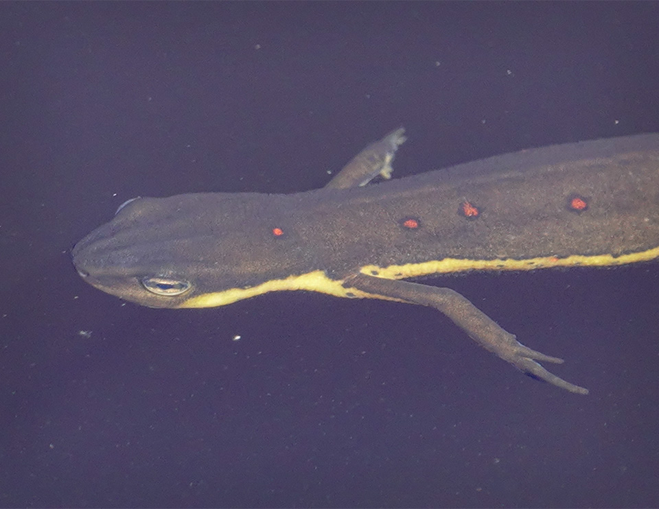 Adirondack Amphibians & Reptiles: astern Newt (Notophthalmus viridescens) in the pond at John Brown Farm (29 June 2018). Click for a larger image, opening in a new window. Adirondack Amphibians & Reptiles: astern Newt (Notophthalmus viridescens) in the pond at John Brown Farm (29 June 2018).