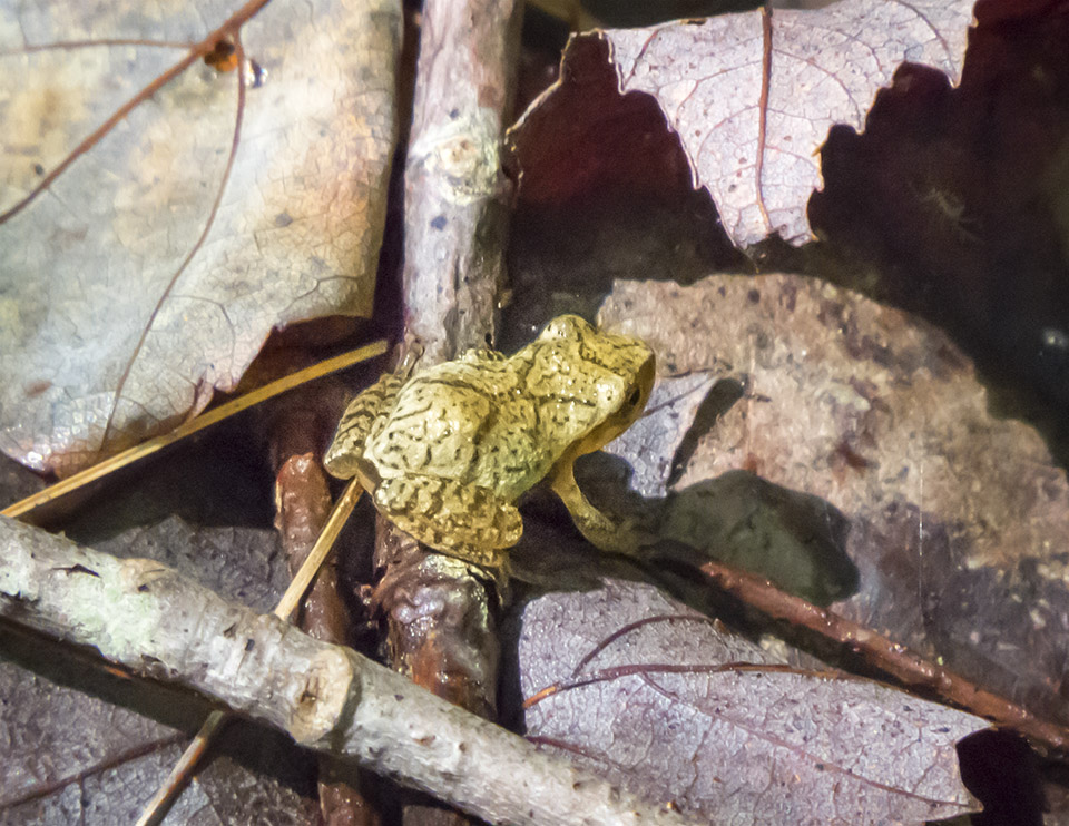 Amphibians of the Adirondacks: Spring Peeper near the Heron Marsh Trail at the Paul Smiths VIC (1 August 2015). Click for a larger image, opening in a new window. Amphibians of the Adirondacks: Spring Peeper near the Heron Marsh Trail at the Paul Smiths VIC (1 August 2015).