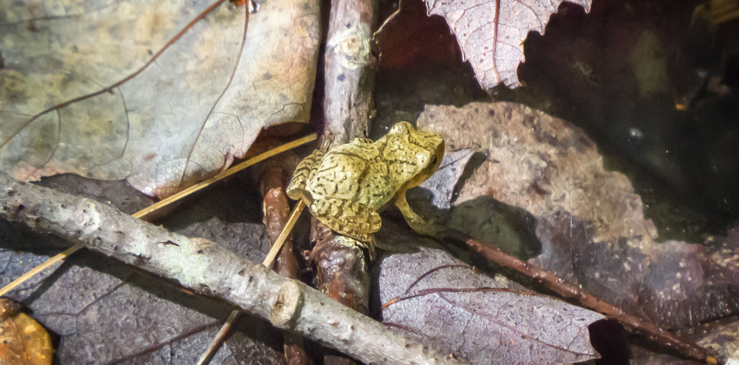 Adirondack Amphibians & Reptiles: Spring Peeper (Pseudacris crucifer) on the Heron Marsh Trail at the Paul Smith's College VIC (1 August 2015). Click for a larger image, opening in a new window. Adirondack Amphibians & Reptiles: Spring Peeper (Pseudacris crucifer) on the Heron Marsh Trail at the Paul Smith's College VIC (1 August 2015).