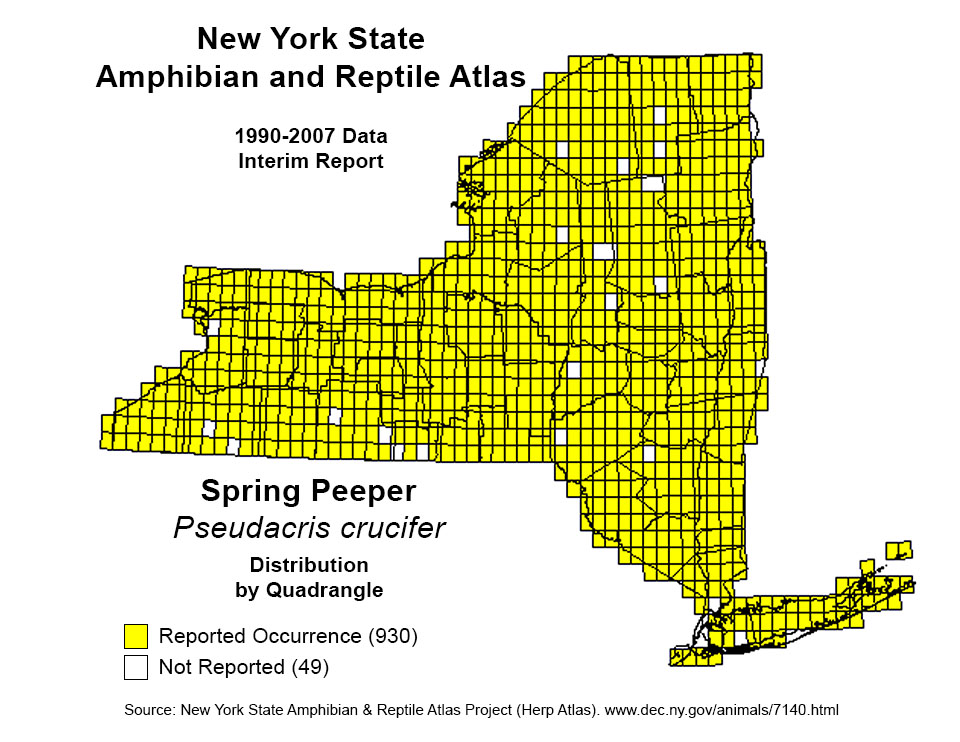 Adirondack Amphibians & Reptiles: New York State Department of Environmental Conservation. New York State Amphibian and Reptile Atlas. Spring Peeper. Click for a larger image, opening in a new window. Adirondack Amphibians & Reptiles: New York State Department of Environmental Conservation. New York State Amphibian and Reptile Atlas. Spring Peeper.