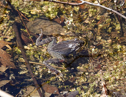 Adirondack Amphibians & Reptiles: Wood Frogs (Lithobates sylvaticus) at Cemetery Road Wetlands, Essex County, NY (2 April 2022).