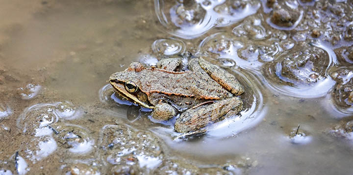 Adirondack Amphibians: Wood Frog (Lithobates sylvaticus) on the Bloomingdale Bog Trail, Franklin County, NY (10 April 2021). 