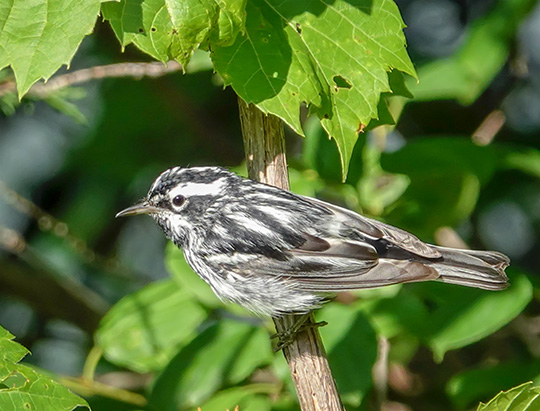 Adirondack Birding: Black-and-White Warbler at the Cemetery Road Wetlands (18 July 2018)