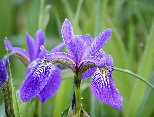 Adirondack Wildflowers: Blue Flag Iris at the Cemetery Road Wetlands (12 June 2018)