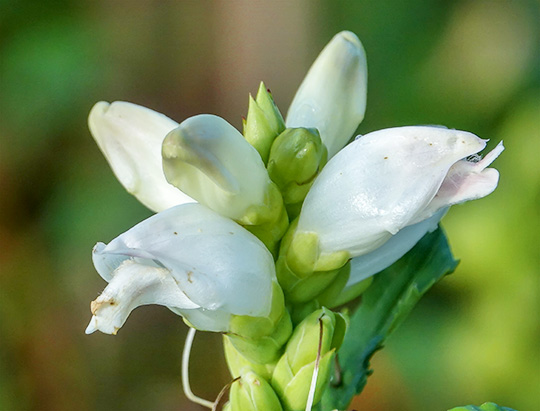 Adirondack Wildflowers: White Turtlehead at the Cemetery Road Wetlands (5 September 2018)