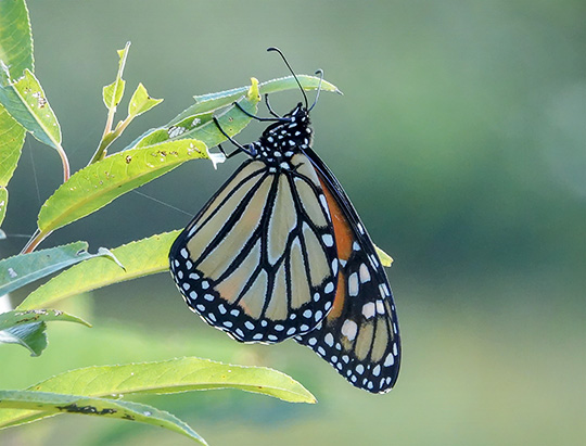 Adirondack Butterflies: Monarch at the Cemetery Road Wetlands (5 September 2018)