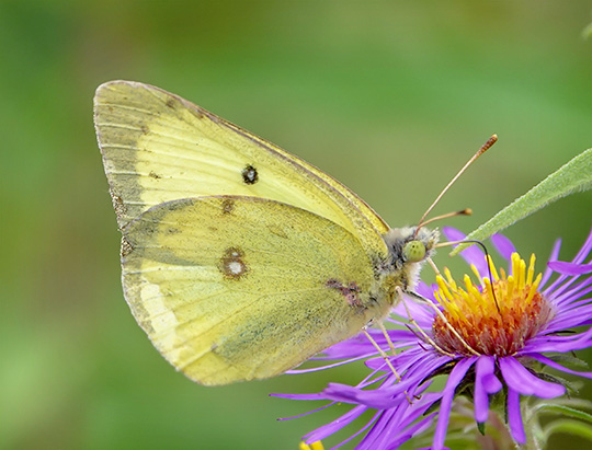 Adirondack Butterflies: Clouded Sulphur at the Cemetery Road Wetlands (19 September 2018)