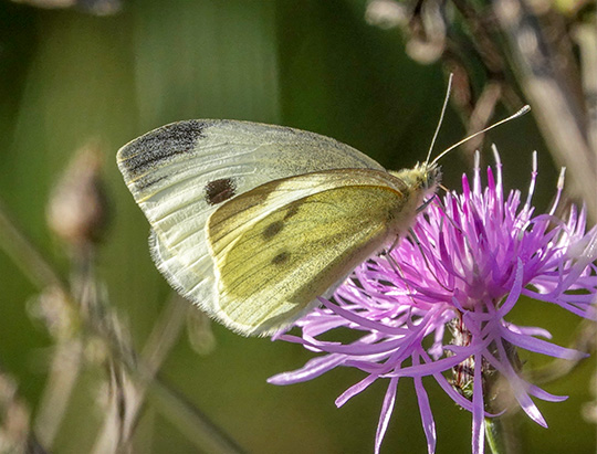 Adirondack Butterflies: Cabbage White at the Cemetery Road Wetlands (10 October 2018)