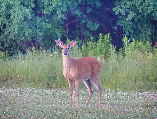 Adirondack Mammals: White-tailed Deer at the Cemetery Road Wetlands (25 June 2018)