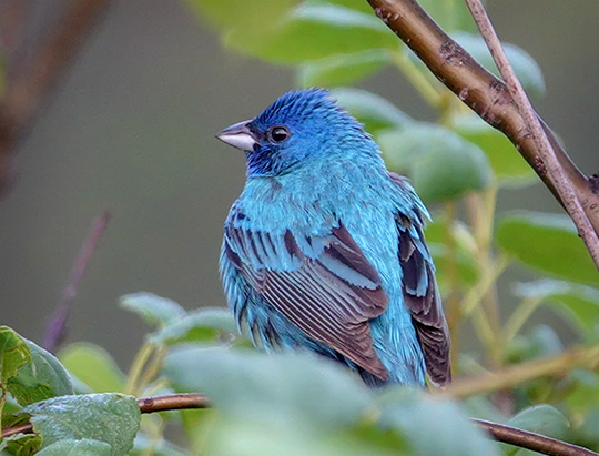 Adirondack Birding: Indigo Bunting at the Cemetery Road Wetlands (16 July 2018)