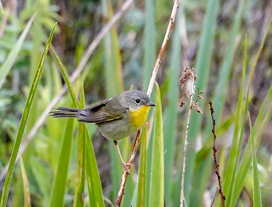 Adirondack Birding: Female Common Yellowthroat at the Cemetery Road Wetlands (27 July 2018)