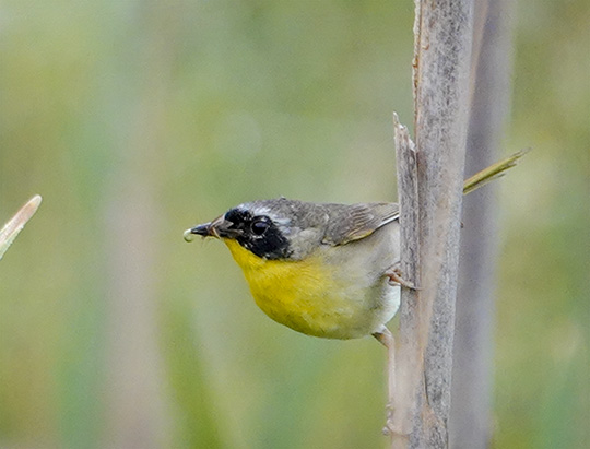 Adirondack Birding: Male Common Yellowthroat at the Cemetery Road Wetlands (27 July 2018)
