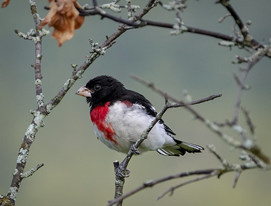 Adirondack Birding: Rose-breasted Grosbeak at the Cemetery Road Wetlands (12 July 2018)