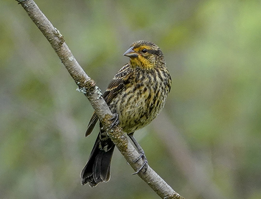 Adirondack Birding: Juvenile Red-winged Blackbird at the Cemetery Road Wetlands (23 July 2018)