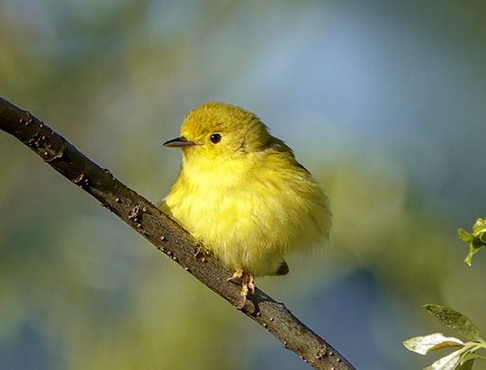 Adirondack Birding: Yellow Warbler at the Cemetery Road Wetlands (21 May 2018)