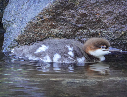 Adirondack Birding: Common Merganser duckling at the Cemetery Road Wetlands (29 June 2018)