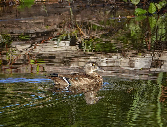 Adirondack Birding: Wood Duck at the Cemetery Road Wetlands (23 September 2018)