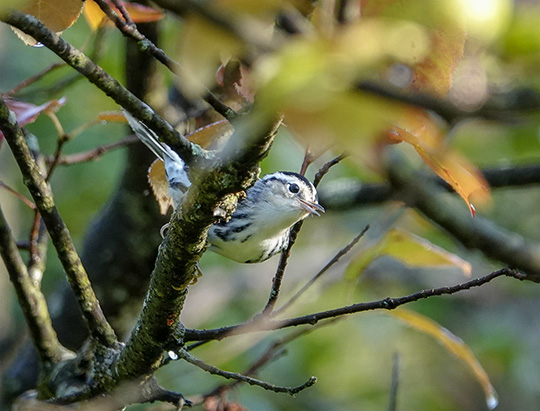 Adirondack Birding: Black-and-White Warbler at Hulls Falls Road (8 August 2018)