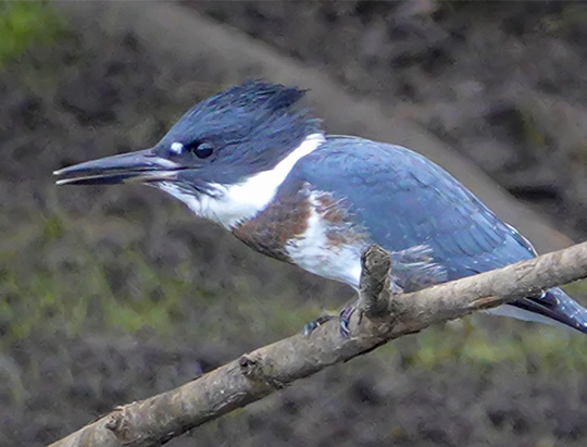 Adirondack Birding: Belted Kingfisher at Hulls Falls Road (23 July 2018)