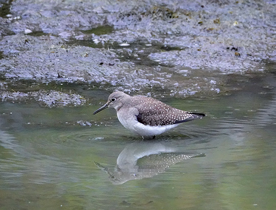 Adirondack Birding: Solitary Sandpiper at Hulls Falls Road (10 September 2018) Adirondack Birding: Solitary Sandpiper at Hulls Falls Road (10 September 2018)