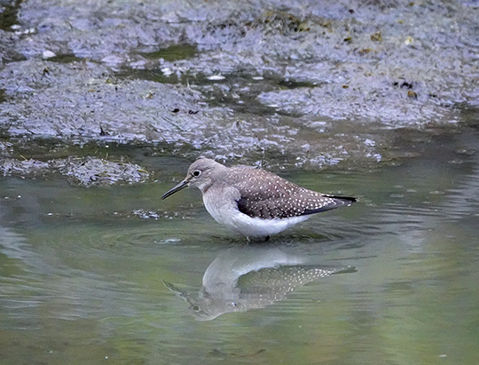 Adirondack Birding: Solitary Sandpiper at Hulls Falls Road (10 September 2018)