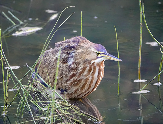 Adirondack Birding: American Bittern at Hulls Falls Road (14 September 2018)