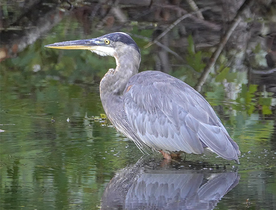 Adirondack Birding: Great Blue Heron at Hulls Falls Road (8 August 2018)