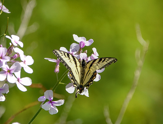 Adirondack Butterflies: Canadian Tiger Swallowtail at Hulls Falls Road (9 June 2018)