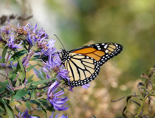 Adirondack Butterflies: Monarch at Hulls Falls Road (10 October 2018) Adirondack Butterflies: Monarch at Hulls Falls Road (10 October 2018)