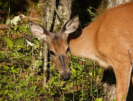 Adirondack Mammals: White-tailed Deer at Hulls Falls Road (30 July 2018) Adirondack Mammals: White-tailed Deer at Hulls Falls Road (30 July 2018)