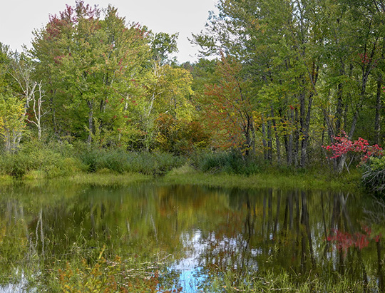 Adirondack Wetlands: Beaver pond at Hulls Falls Road (29 September 2018) Adirondack Wetlands: Beaver pond at Hulls Falls Road (29 September 2018)